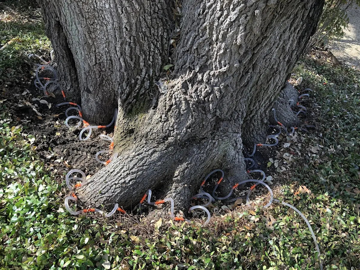 Detailed Tree Cabling and Bracing job site in New Town