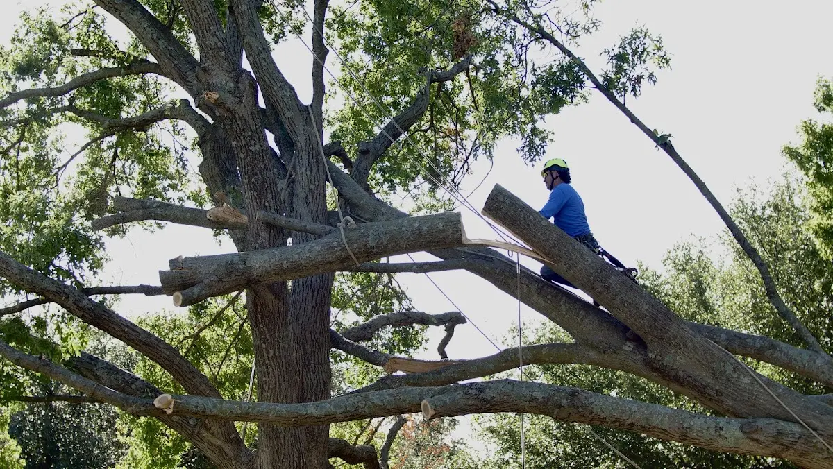 Professional Crown Thinning performed by certified arborists in New Town