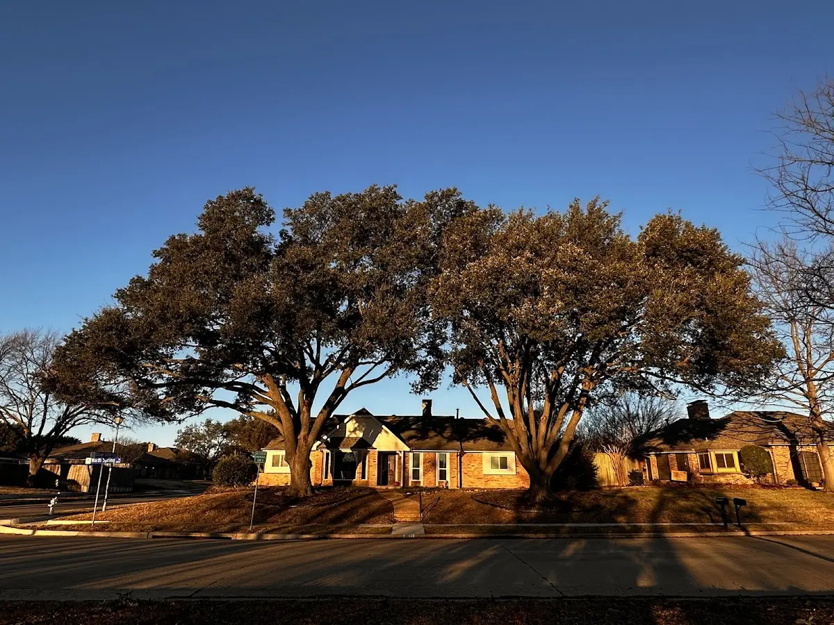 Established residential canopy tree shading a home in New Town